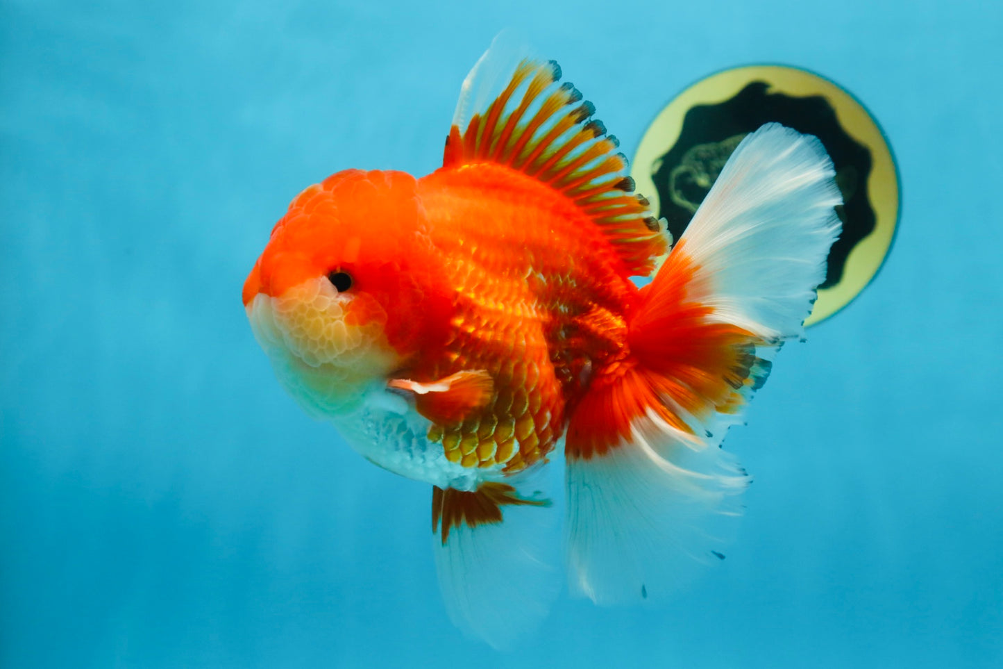 AAA Grade Red White Oranda Male 6 inches #080125OR_12