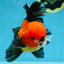 A Grade SUPER CUTE Apache Oranda Male 5.5 inches #072525OR_11