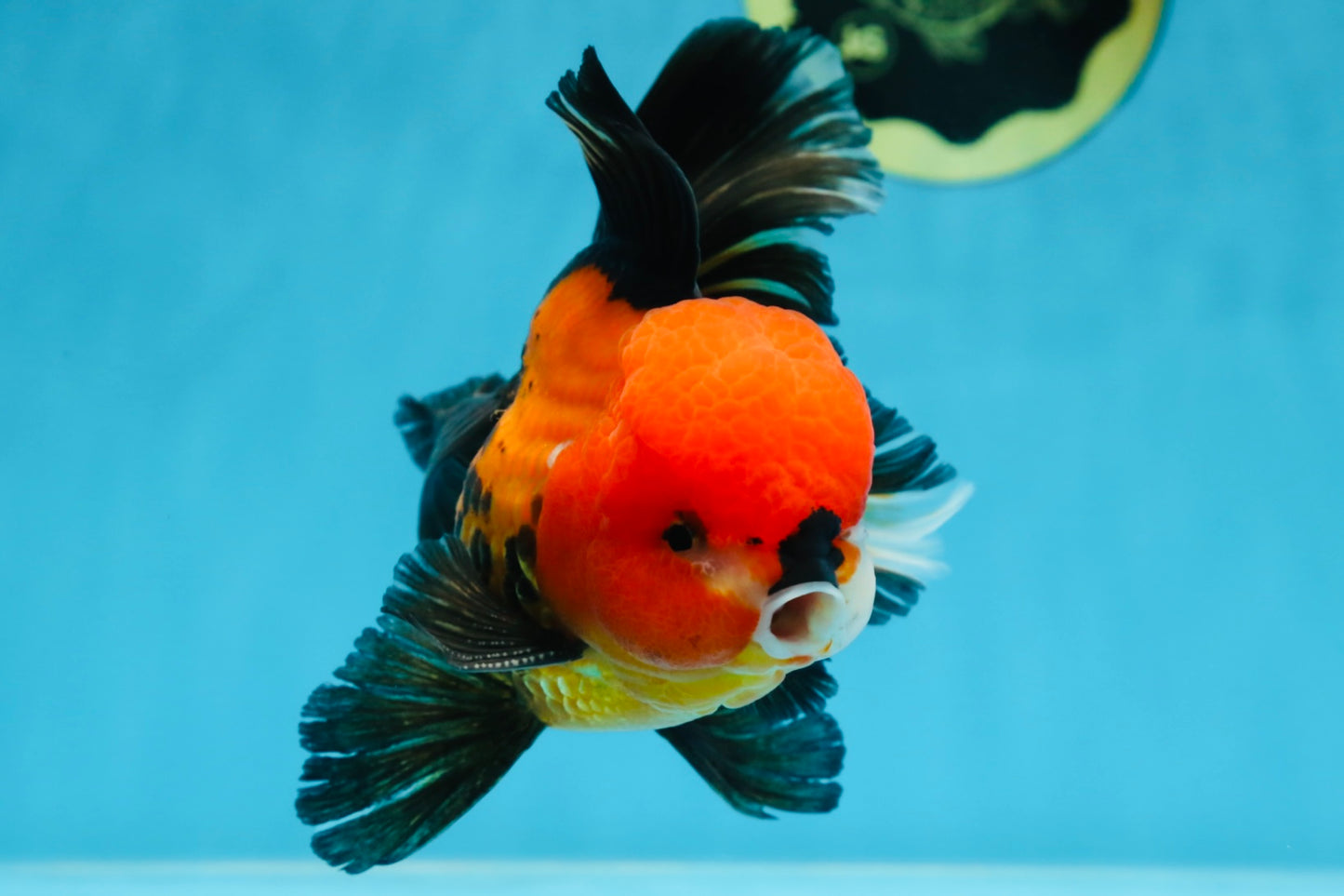 A Grade SUPER CUTE Apache Oranda Male 5.5 inches #072525OR_11