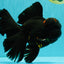 GODZILLA AAA Grade Black Lava Oranda Male 6.5-7 inches #092526OR_02