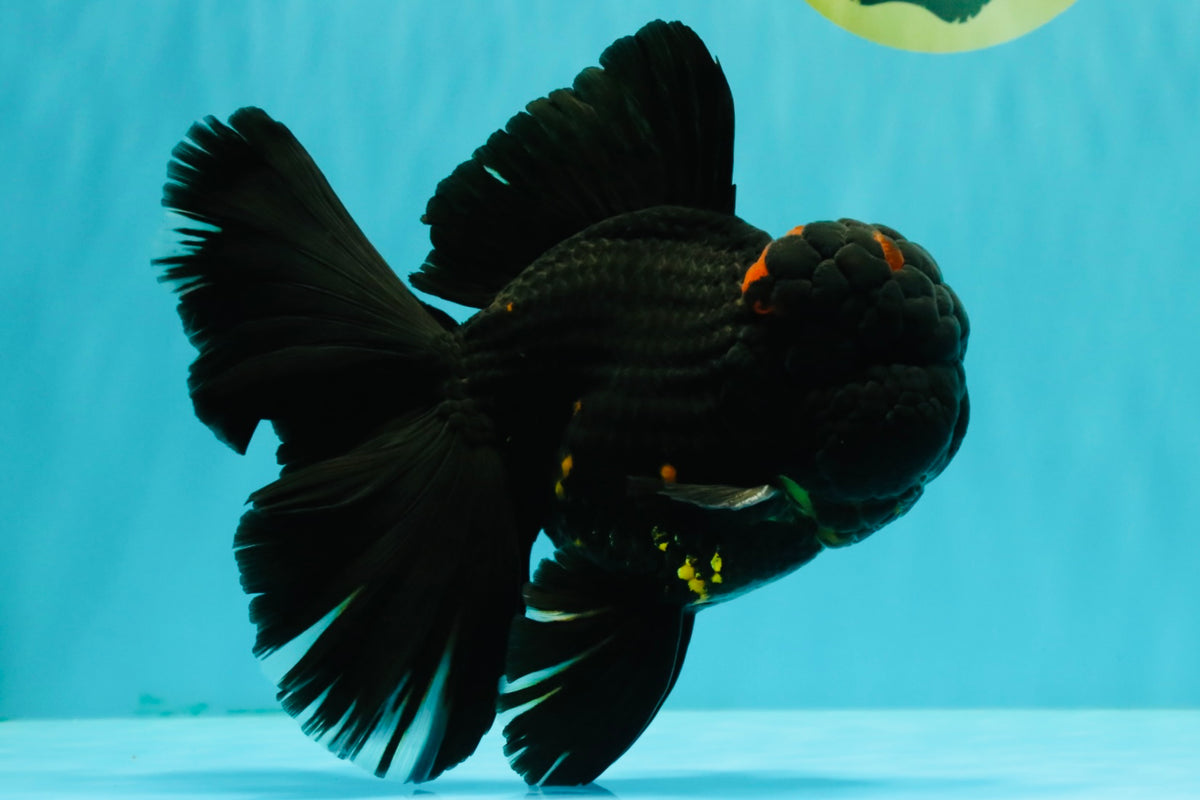 GODZILLA AAA Grade Black Lava Oranda Male 6.5-7 inches #092526OR_02