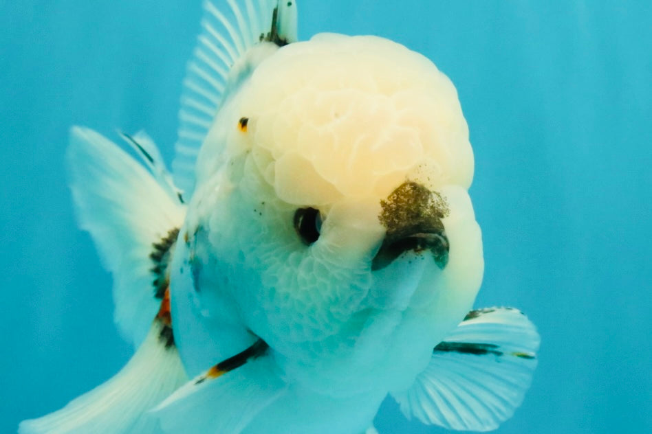 CHONKY A Grade Marble Oranda Male 5.5-6  inches #042426OR_09