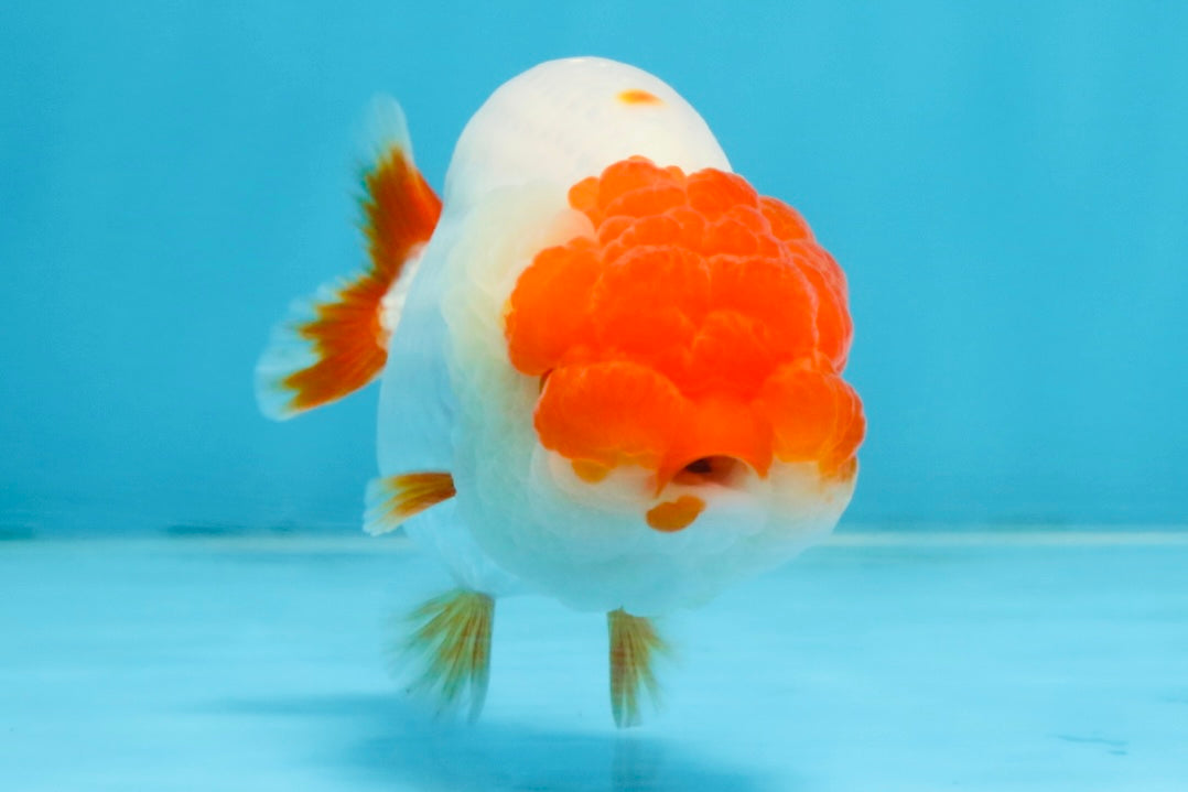 FLUFFY AAA Grade Red Head LionQueen 4-4.5 inches #102425LC_10