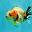 A Grade Sanke Oranda Male 4.5-5 inches #082126OR_25