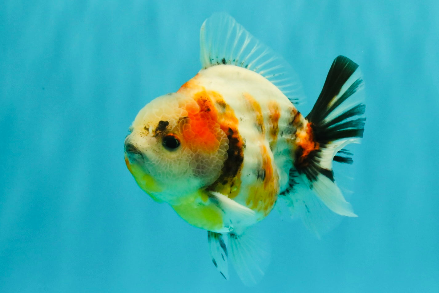 A Grade Sanke Oranda Male 4.5-5 inches #082126OR_25