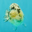 White Tiger Ranchu Female 5-5.5 inches #102326RC_04