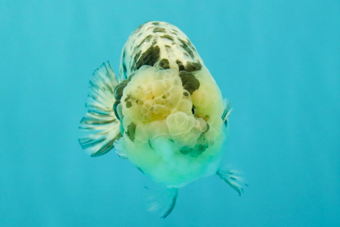 White Tiger Ranchu Female 5-5.5 inches #102326RC_04