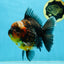 AAA Grade Godzilla Kirin Oranda Male 5.5 inches #050925OR_50