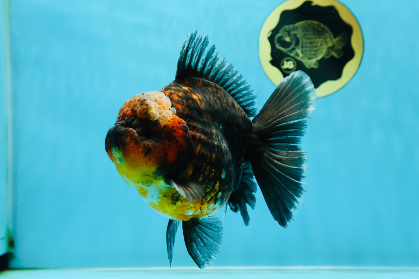AAA Grade Godzilla Kirin Oranda Male 5.5 inches #050925OR_50
