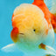 AAA Grade Cherry Sakura Oranda Male 5 inches #062725OR_14
