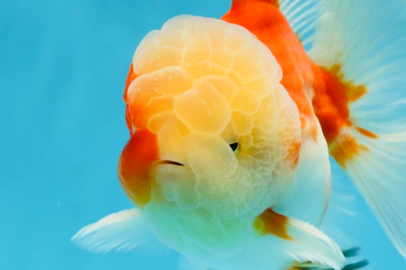 AAA Grade Cherry Sakura Oranda Male 5 inches #062725OR_14