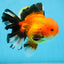 AAA Grade THICK BODY Apache Oranda Male 6-6.5 inches #082925OR_14