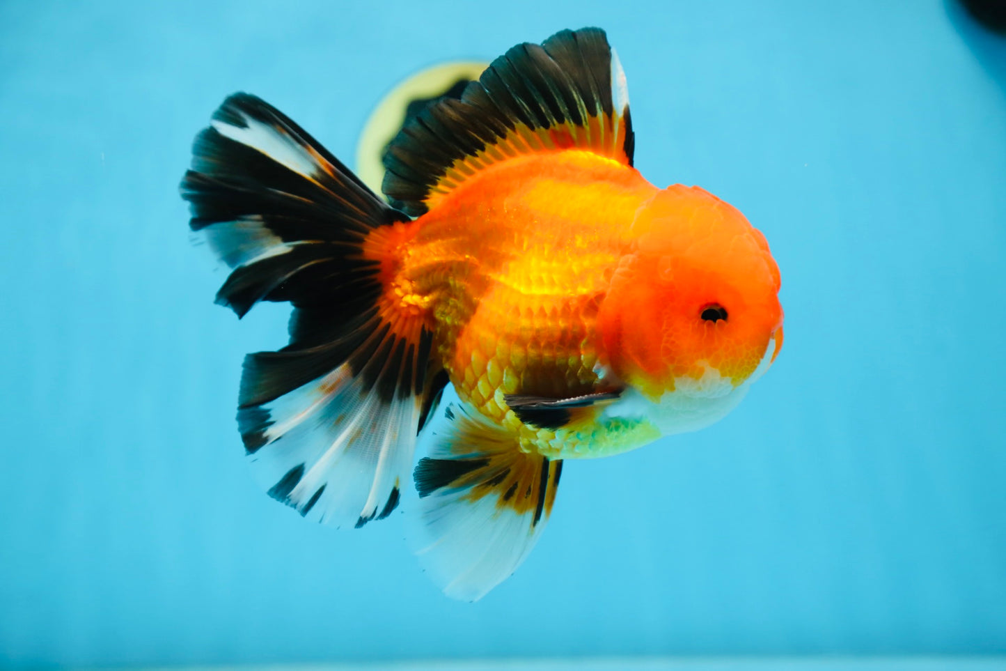 AAA Grade THICK BODY Apache Oranda Male 6-6.5 inches #082925OR_14