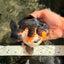 BATMAN AAA Grade Tricolor Yuanbao Male 4.5-5 inches #061926YB_33