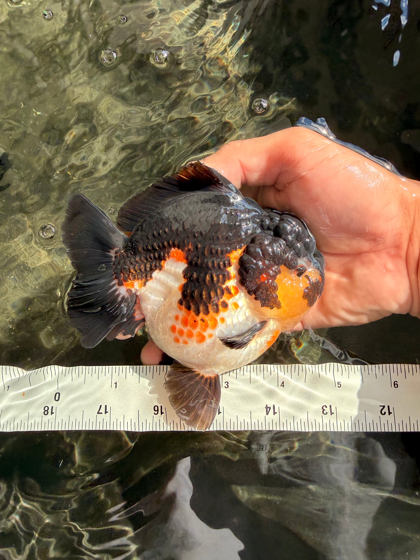 BATMAN AAA Grade Tricolor Yuanbao Male 4.5-5 inches #061926YB_33