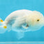 Snow White Lionchu Female 3.5 inches #121925LC_05