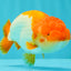 Red White Lionchu Male 4.5-5 Inches #100226LC_19