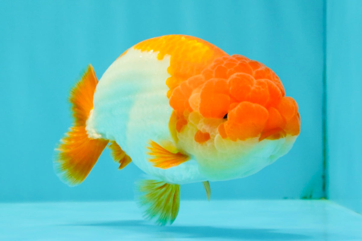 Red White Lionchu Male 4.5-5 Inches #100226LC_19