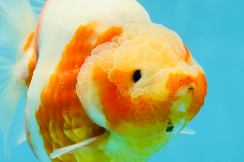 AAA Grade Godzilla Sakura Yuanbao Female 5.5 inches #050925YB_20