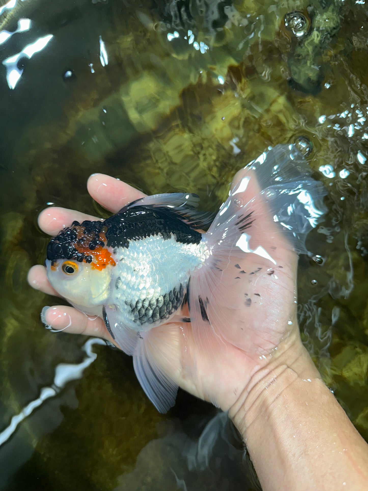 Tricolor Oranda Female 6 inches #090525OR_21