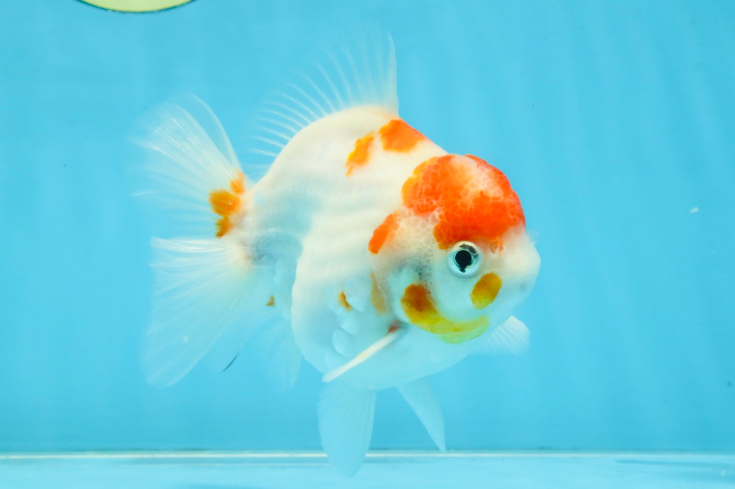 FANCY A Grade Kohaku Sakura Yuanbao Male 4.5-5 inches #112825YB_19