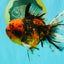 SPECIAL AAA Grade Tiger Oranda Male 6 inches #071726OR_31