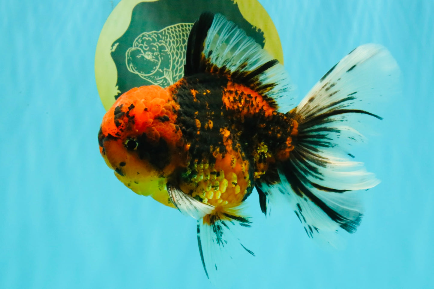SPECIAL AAA Grade Tiger Oranda Male 6 inches #071726OR_31