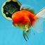 A Grade Gentle Giant Sakura Oranda Male 5.5-6 inches #062025OR_21