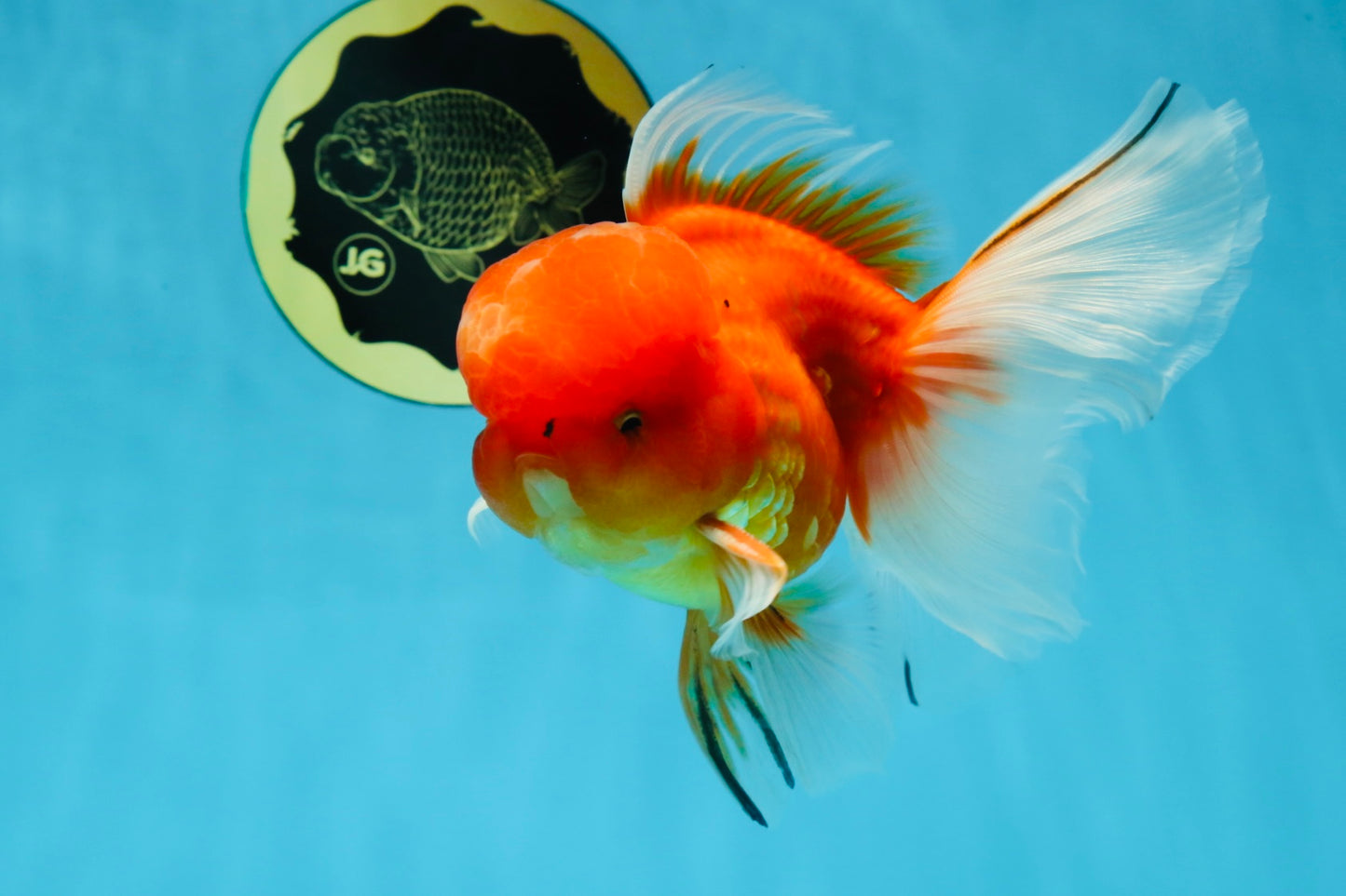 A Grade Gentle Giant Sakura Oranda Male 5.5-6 inches #062025OR_21