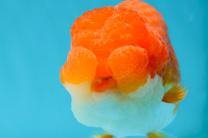 Cheeky Wen A Grade Mount Deformed Red White LionQueen 4.5 inches #050225LC_15