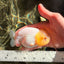 A Grade Lipstick White LionQueen 4-4.5 inches #050826LC_18
