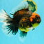 CHUNKY AAA Grade Broadtail Kirin Tiger Oranda Male 7-7.5 inches #080726OR_02