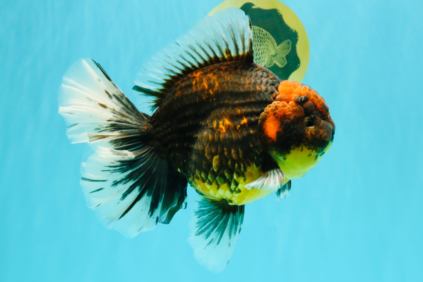 CHUNKY AAA Grade Broadtail Kirin Tiger Oranda Male 7-7.5 inches #080726OR_02