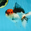 A Grade Tricolor Oranda Male 5 inches #060625OR_21