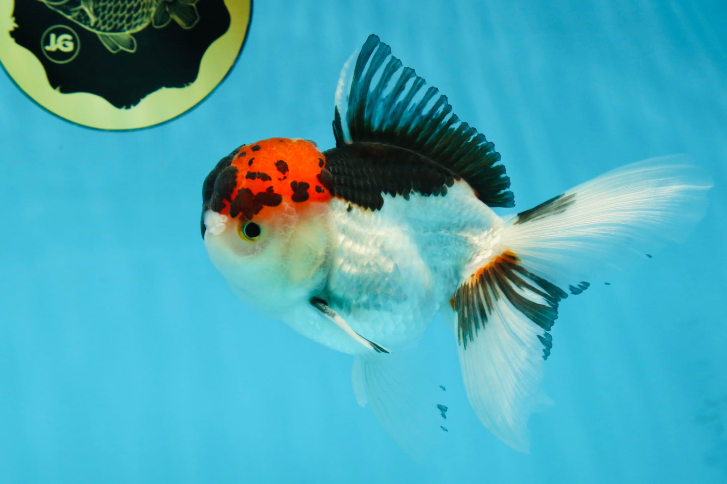 A Grade Tricolor Oranda Male 5 inches #060625OR_21