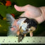 BATMAN Panda Oranda Female 5.5 inches #041026OR_09