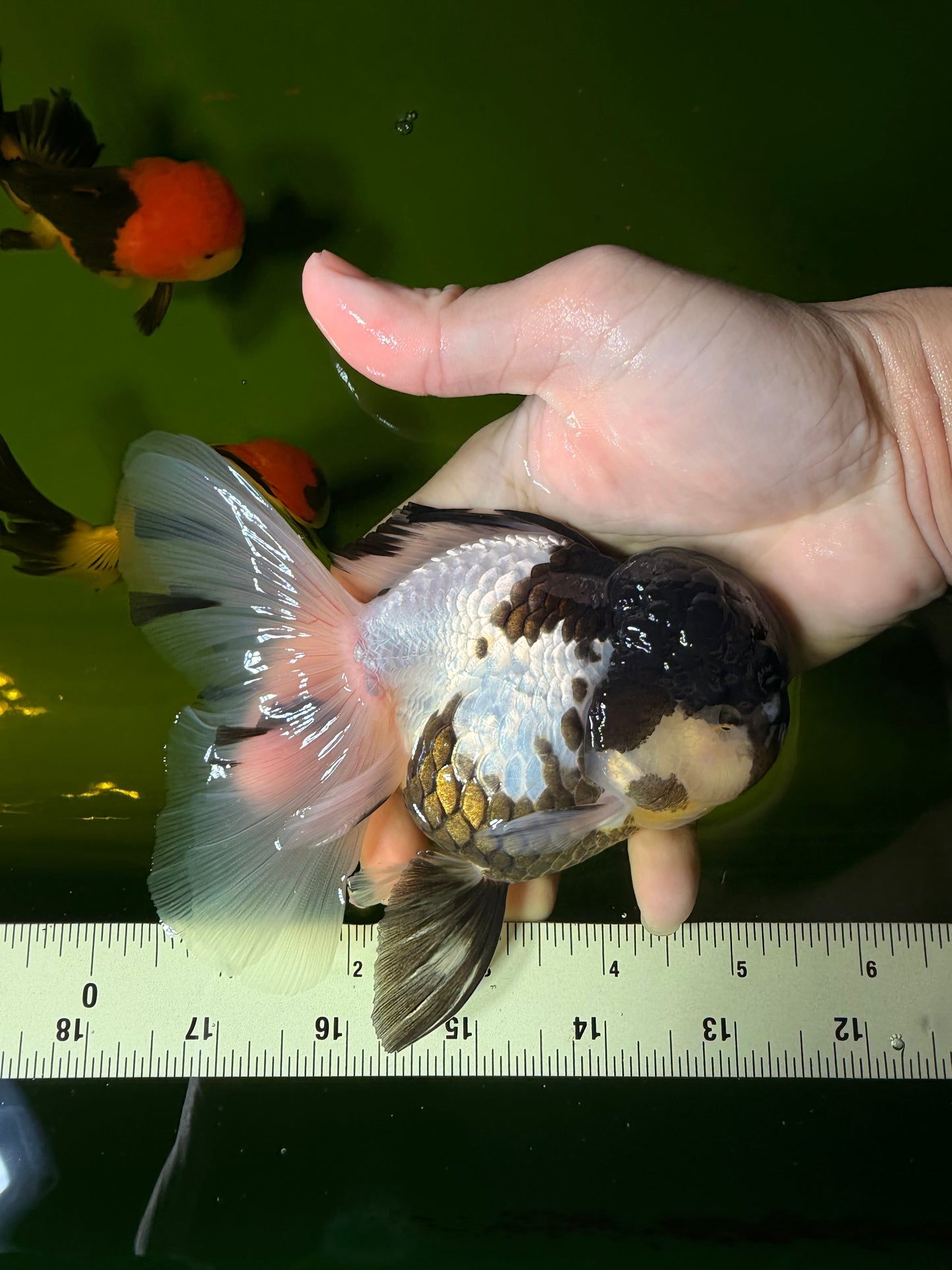 BATMAN Panda Oranda Female 5.5 inches #041026OR_09