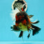 JUMBO MONSTER AAA Grade Tiger Oranda Butterfly Tail Male 6.5-7 inches #1011OR_01