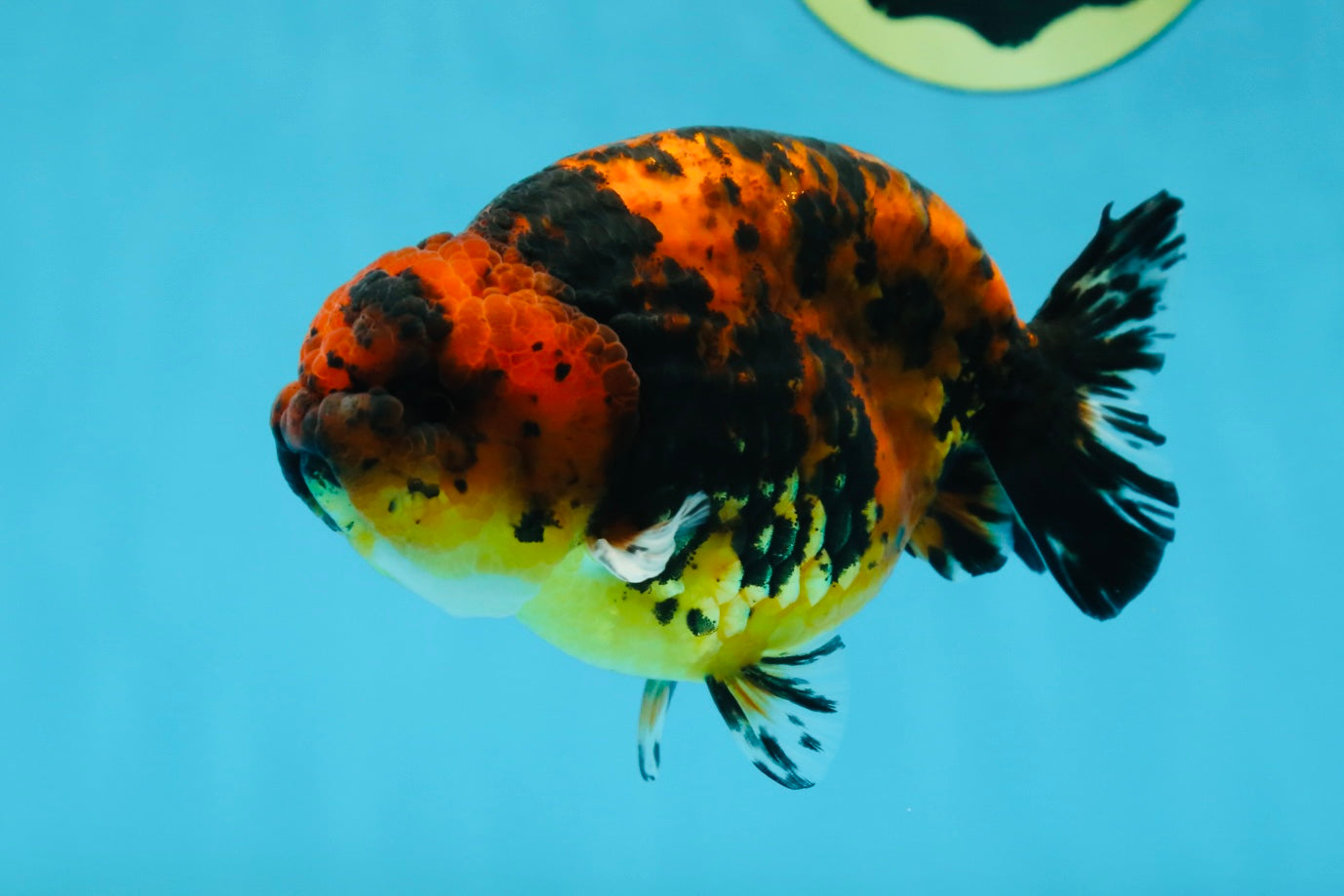 AAA Grade Tiger Female LionKing 5 inches #060625LC_06