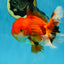 AAA Grade CHONKY Red White Oranda Male 5-5.5 inches #062025OR_16