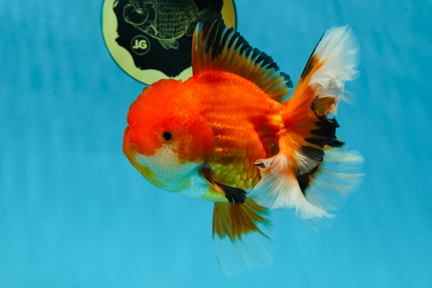 AAA Grade CHONKY Red White Oranda Male 5-5.5 inches #062025OR_16