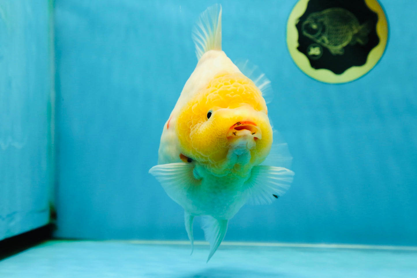 SHOW GRADE Godzilla Sakura Yuanbao Male 6 inches #050925YB_24