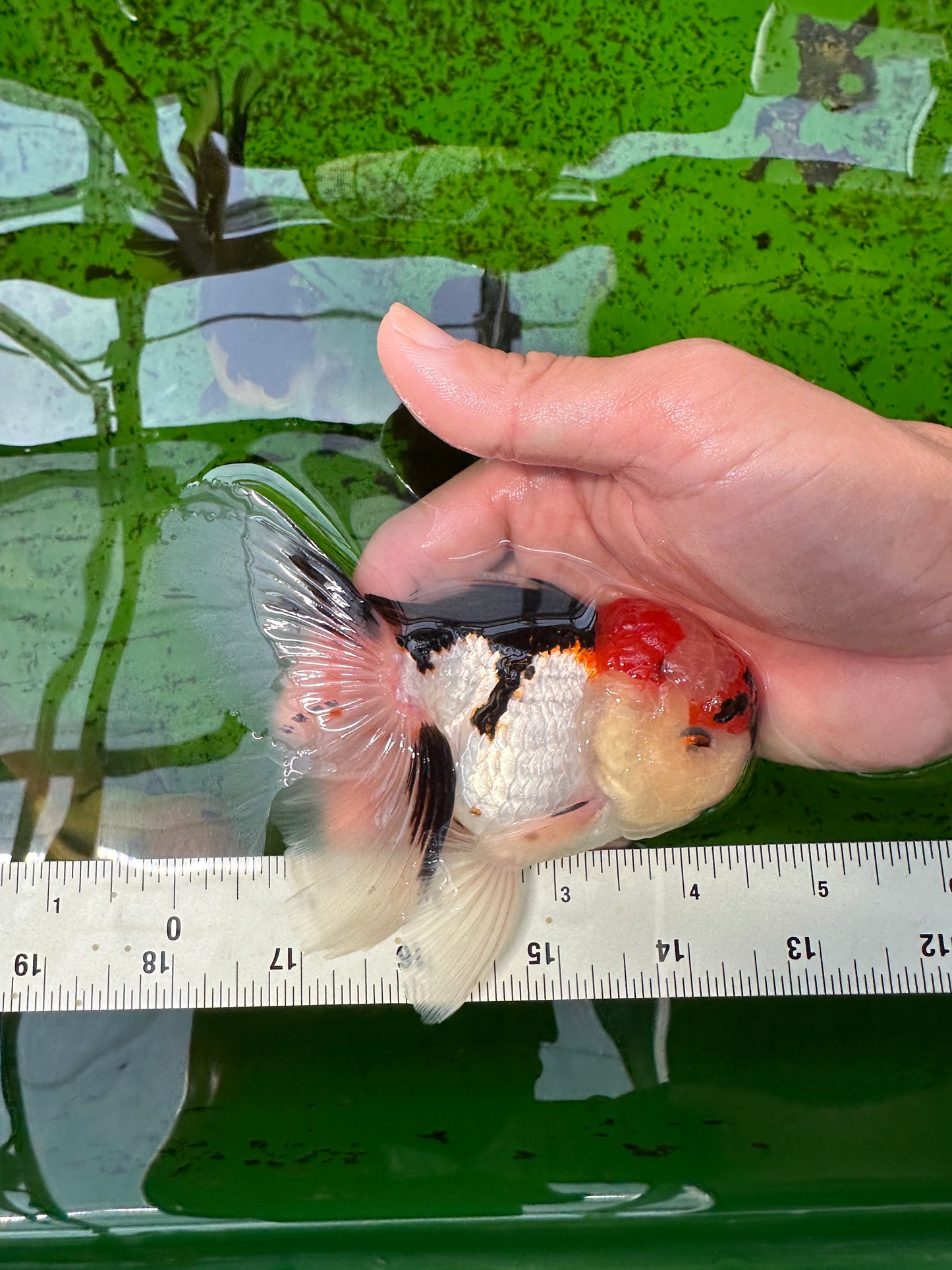 AAA Grade Tricolor Oranda Male 4.5 inches #0913OR_09