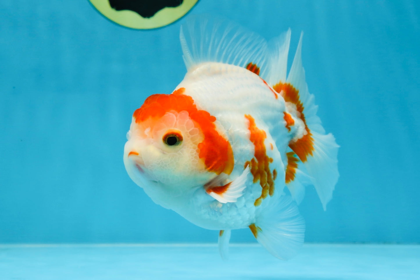 AAA Grade Red White Yuanbao Male 5 inches #100325YB_02