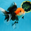 A Grade Tricolor Oranda Female 5-5.5 inches #080825OR_12