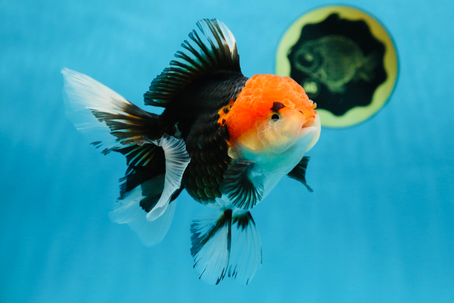 A Grade Tricolor Oranda Female 5-5.5 inches #080825OR_12