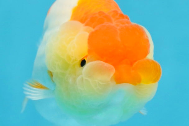 AAA Grade Young Red White Kohaku LionQueen 4 inches #101025LC_09