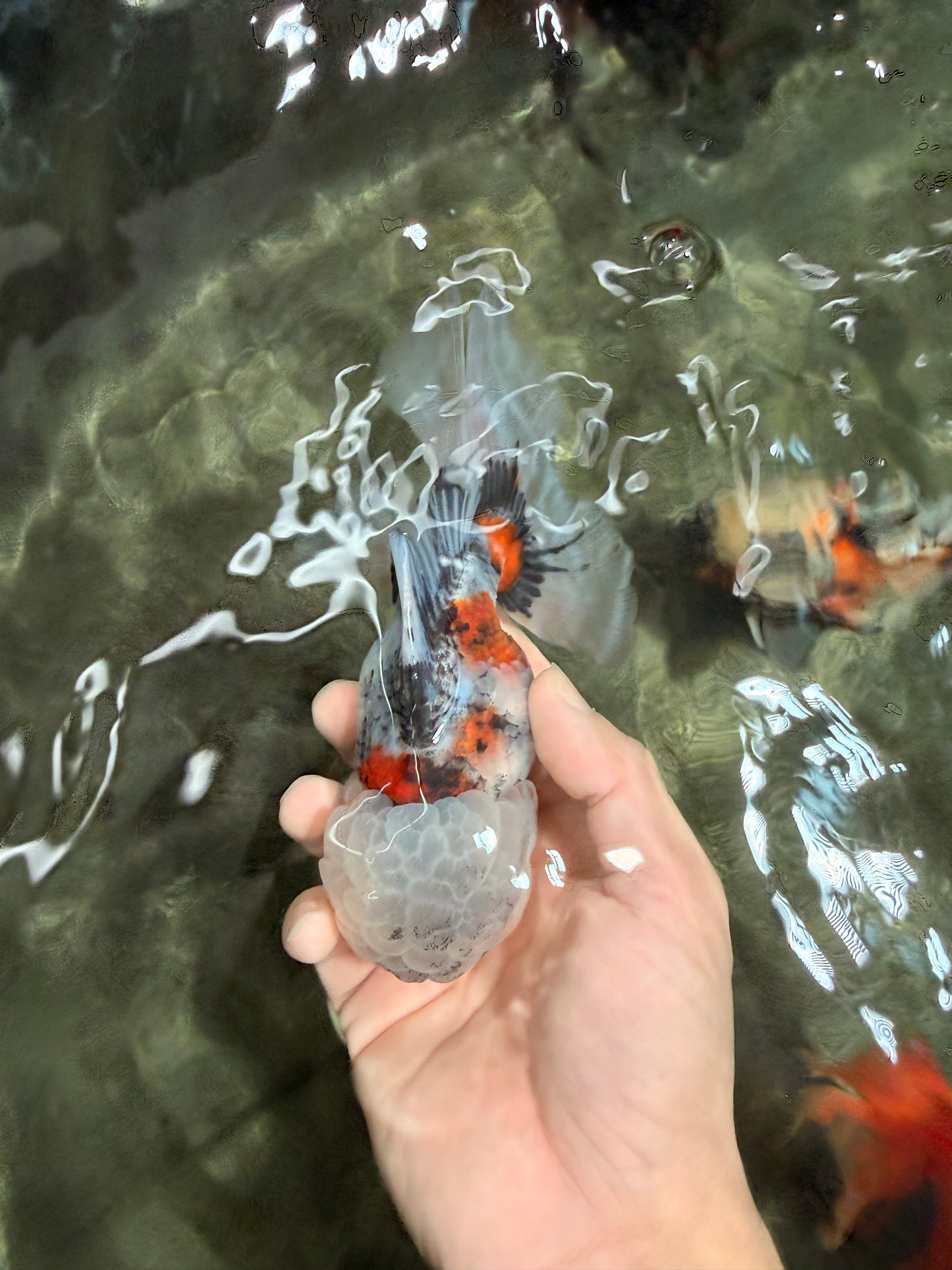 A Grade Marble Oranda Male 5.5 inches #050126OR_13