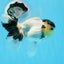 AAA Grade Panda Black Tancho Oranda Male 5 inches #0913OR_11