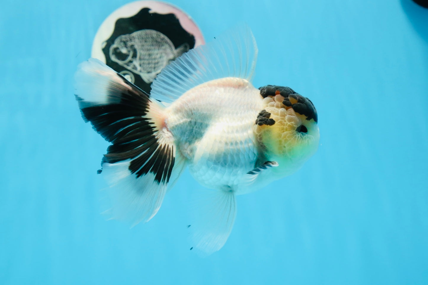 AAA Grade Panda Black Tancho Oranda Male 5 inches #0913OR_11